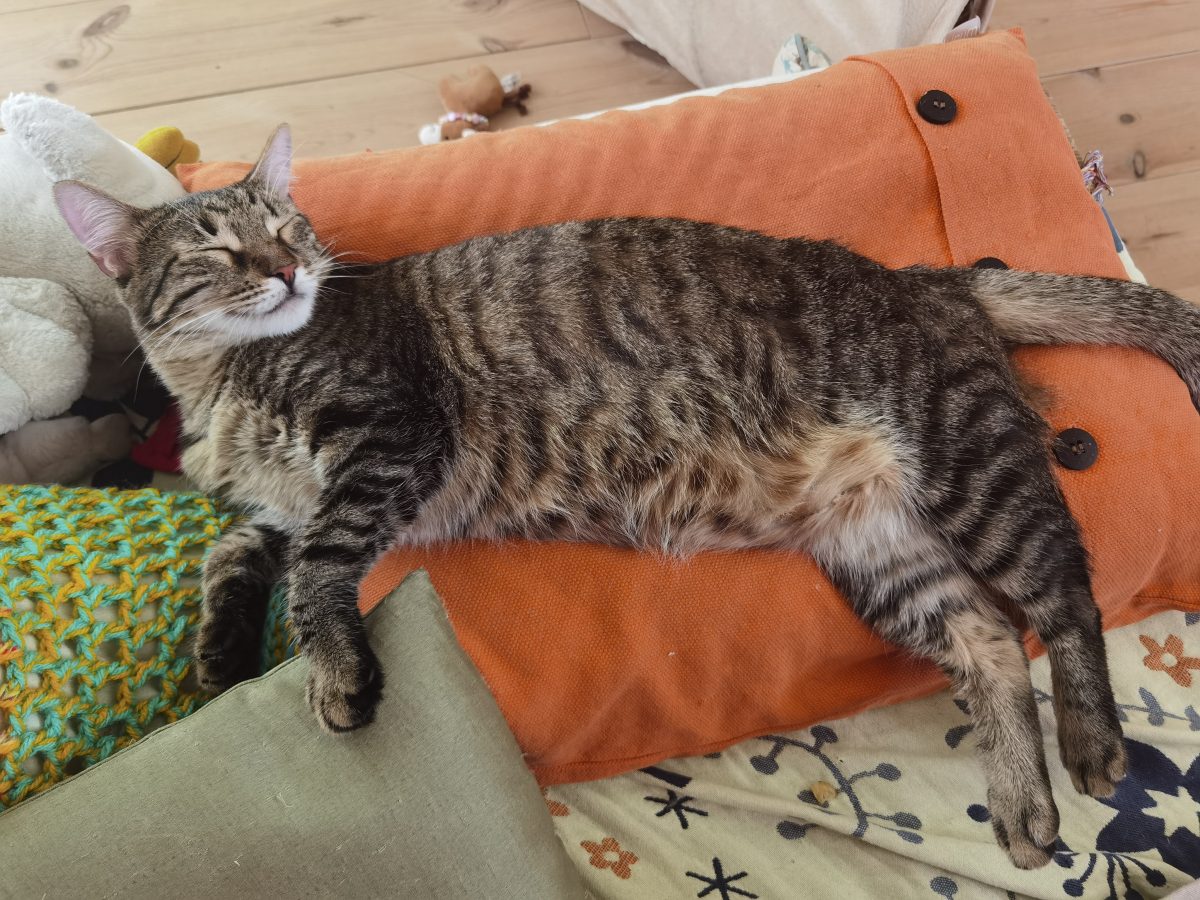 Artgerechtes Katzenfutter